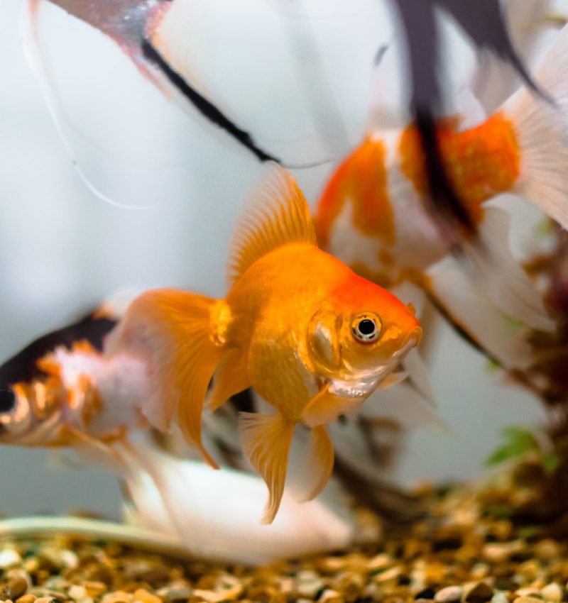 sea-water-nature-flower-river-decoration-1364689-pxhere.com-low